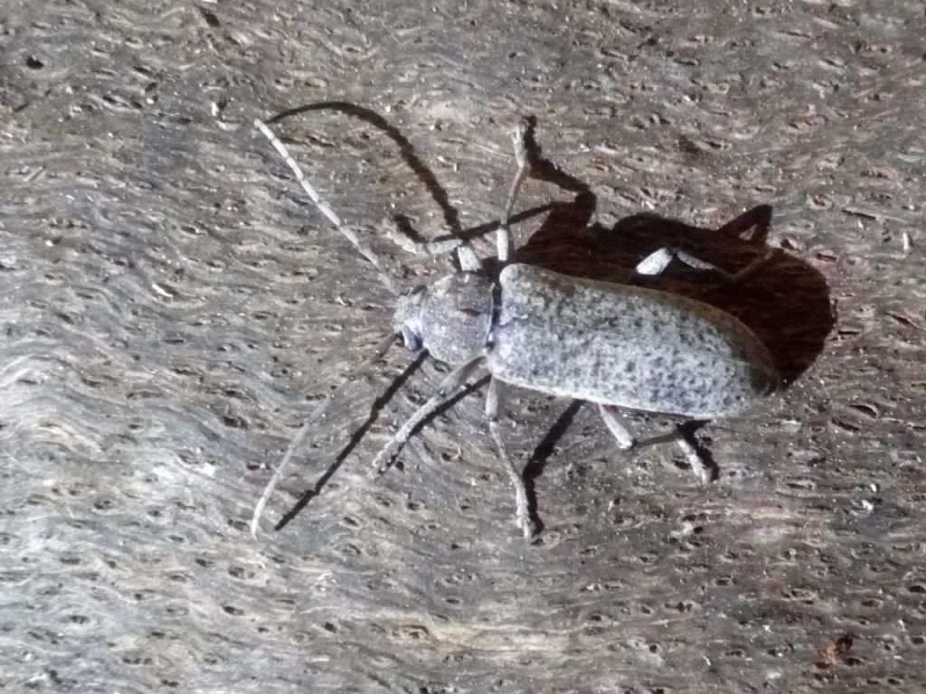 Che cerambicide? Trichoferus holosericeus